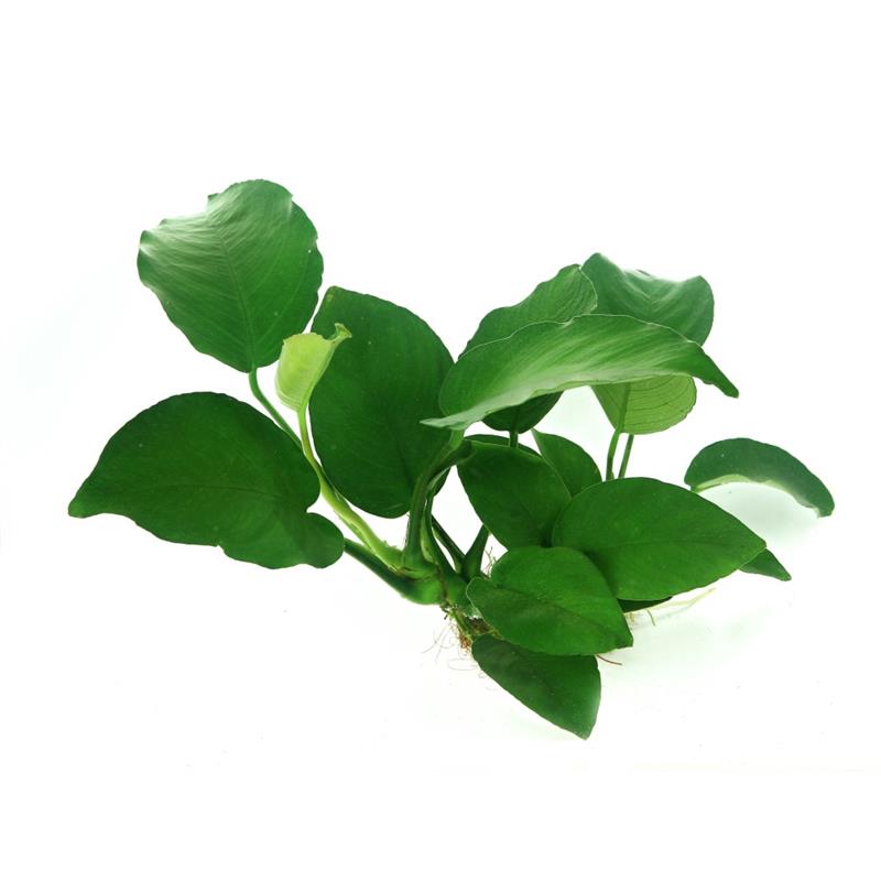 Dennerle Anubias Barteri - imagine 7